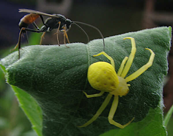 Spinne und Wespe