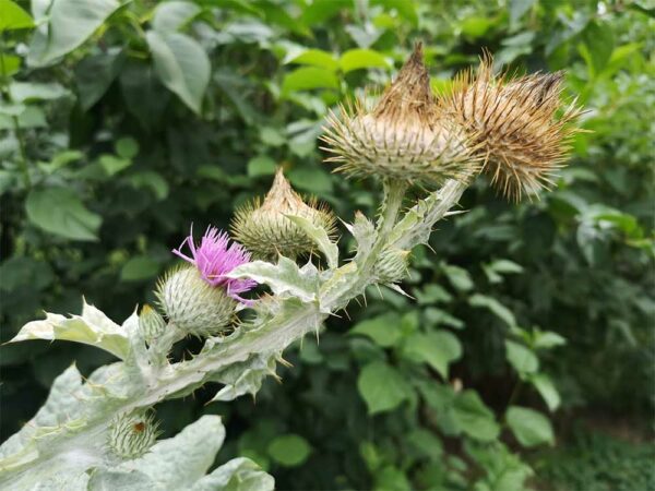 Eselsdistel Blüte