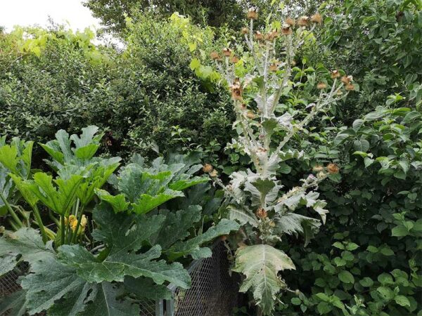 Zucchini und Eselsdistel