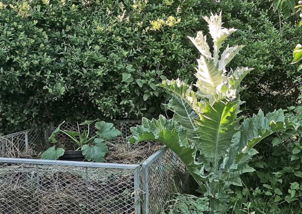 Eselsdistel und Zucchini