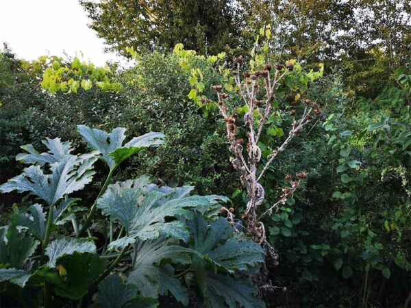 vertrocknete Eselsdistel und große Zucchini