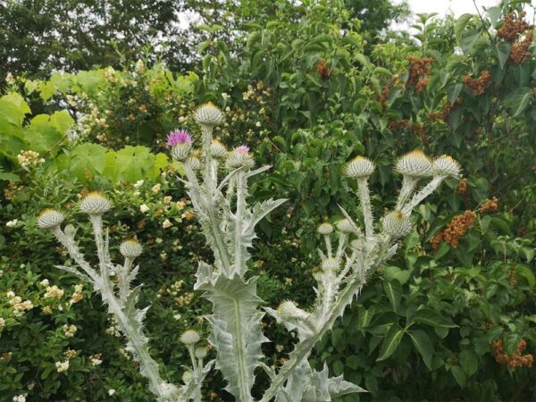 Eselsdistel, Blüten