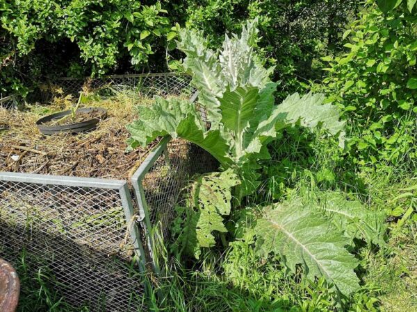 abgefressene Zucchini