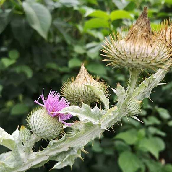 37+ Riesendistel Im Garten, Wer die pflanzung im herbst.