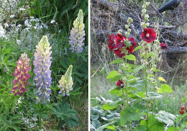 Lupinen und Stockrosen - beides Tiefwurzler