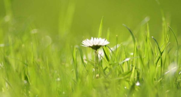 Wiese mit Gänseblümchen