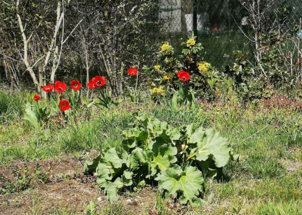 Rote Tulpen hinter Rhabarber