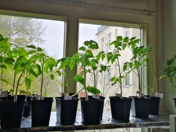 Tomaten am Fenster