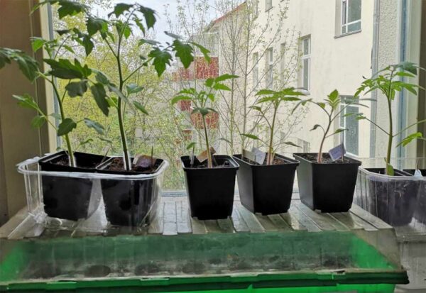 Tomaten am Fenster