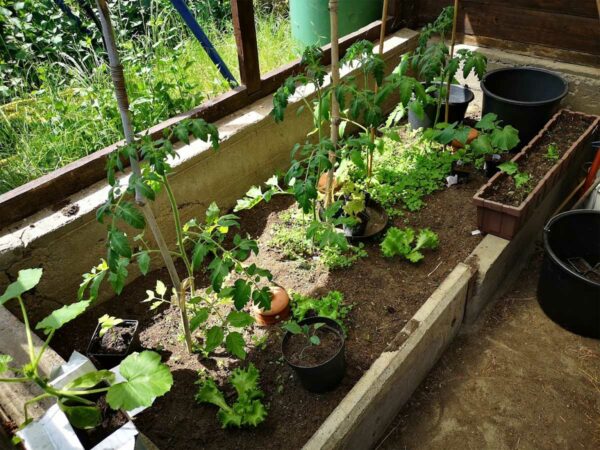 Tomaten im Gewächshaus