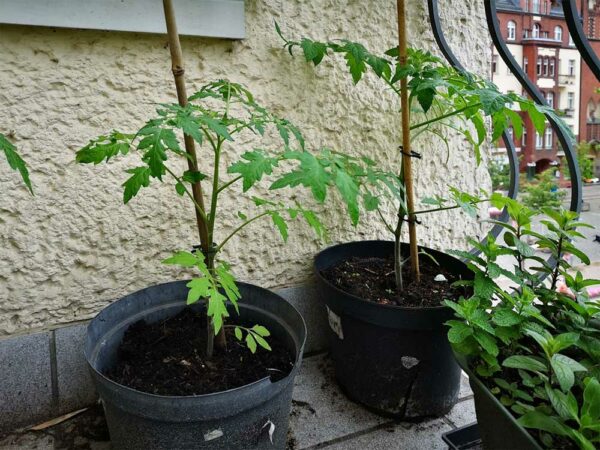 Tomaten auf Balkon