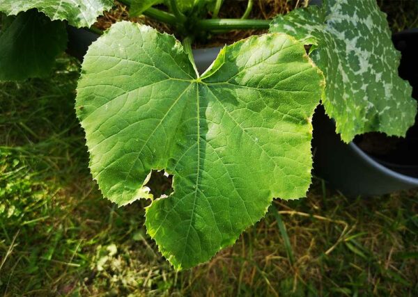 angefressenes Blatt