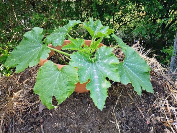 Zucchini im Kompost