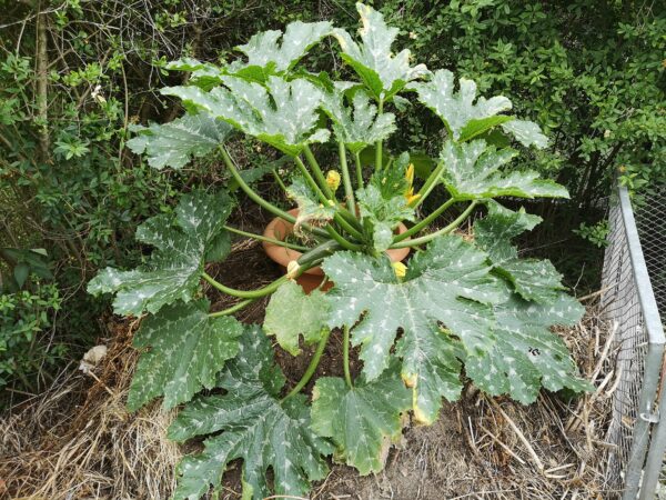 bittere Zucchini