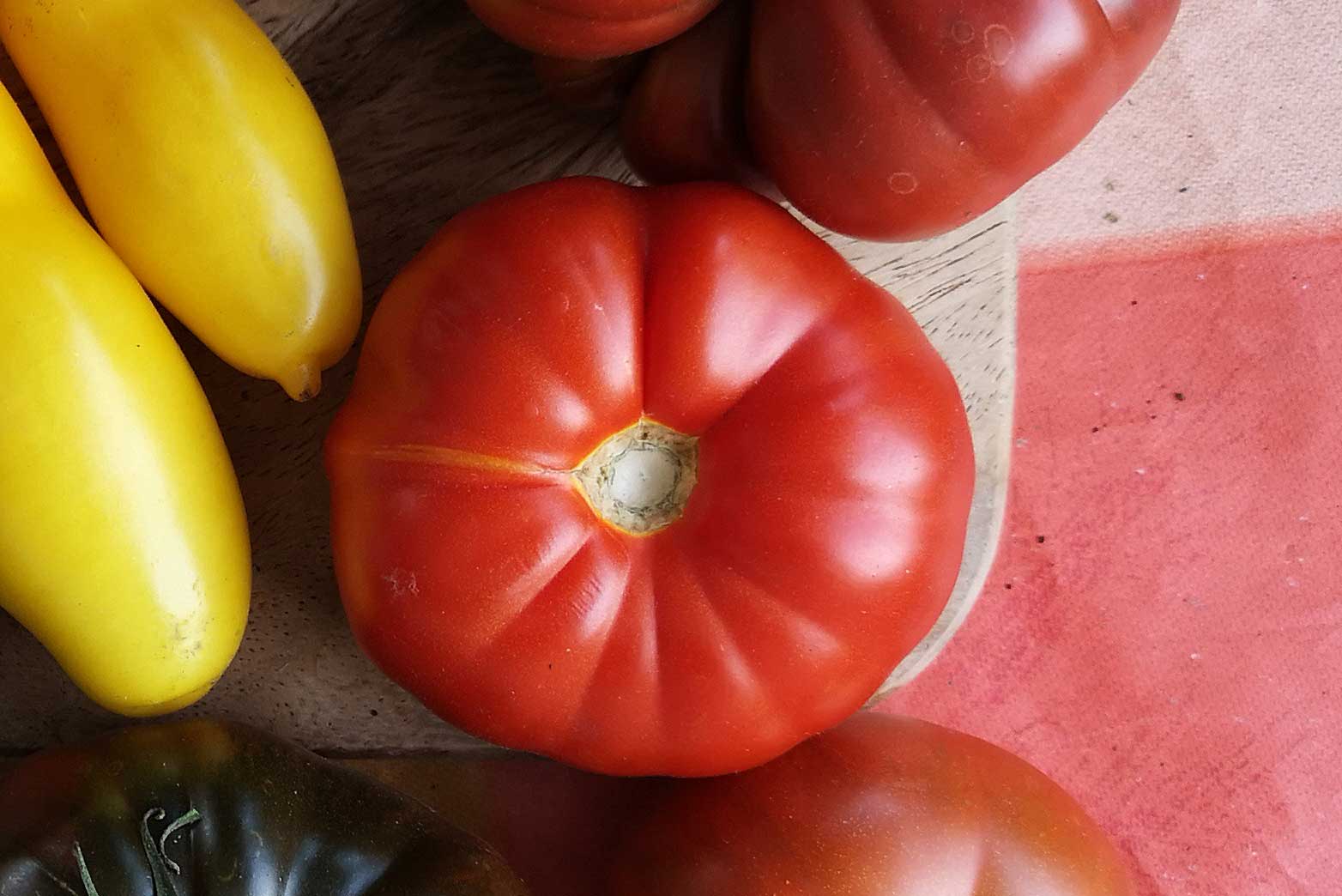 Marmand Tomate