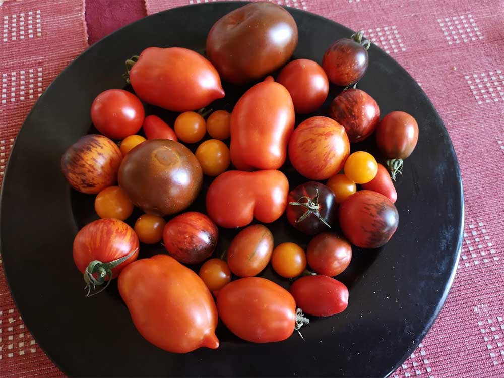 Tomatenernte: durchwachsen