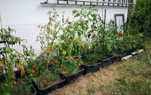 Tuppenreihe Tomaten