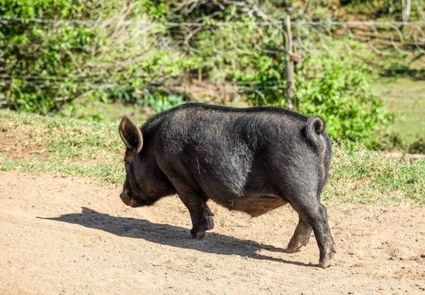 Wildschwein