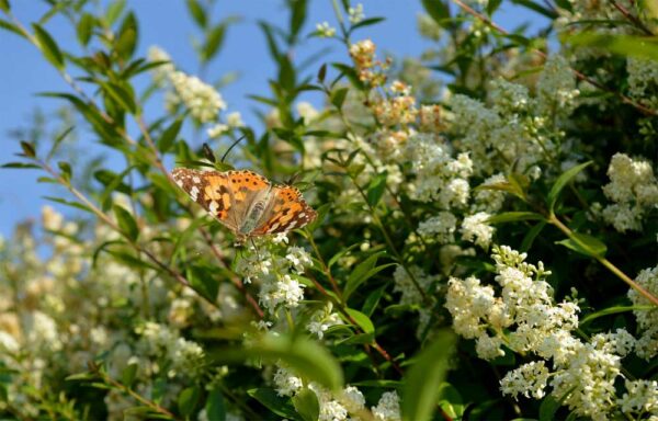 Blühender Liguster