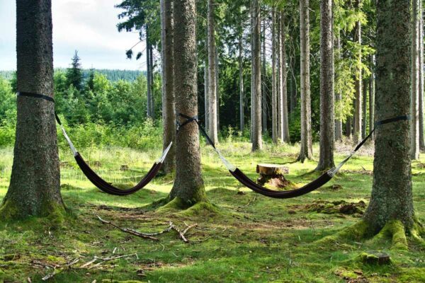 Bäume mit Hängematten