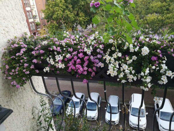 Schneeflockenblumen