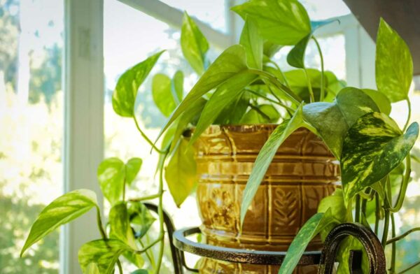 Efeutute (Pothos)