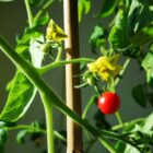 Tomatenblüte und junge Frucht