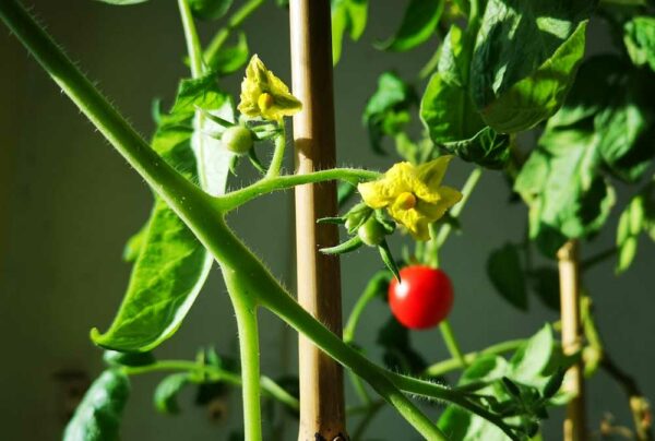 Tomatenblüte und junge Frucht
