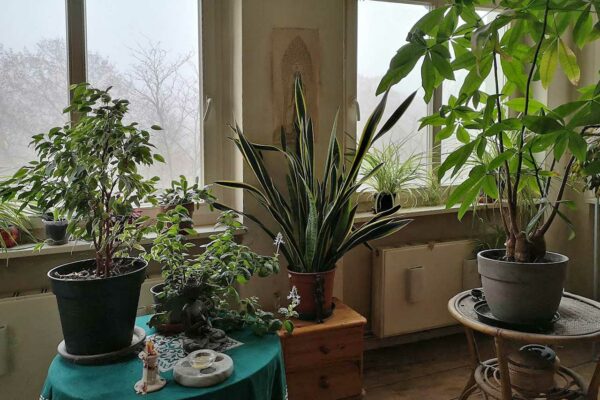 Pflanzen im Wohnzimmer