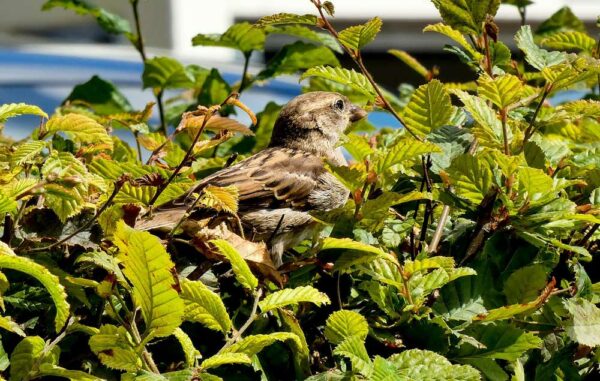 Spatz auf der Buchehecke