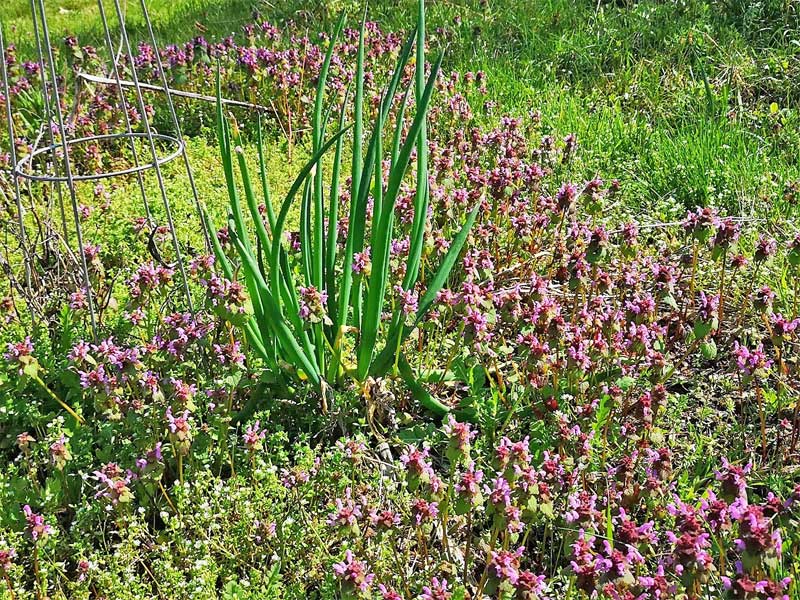 Taubnesseln auf Beet