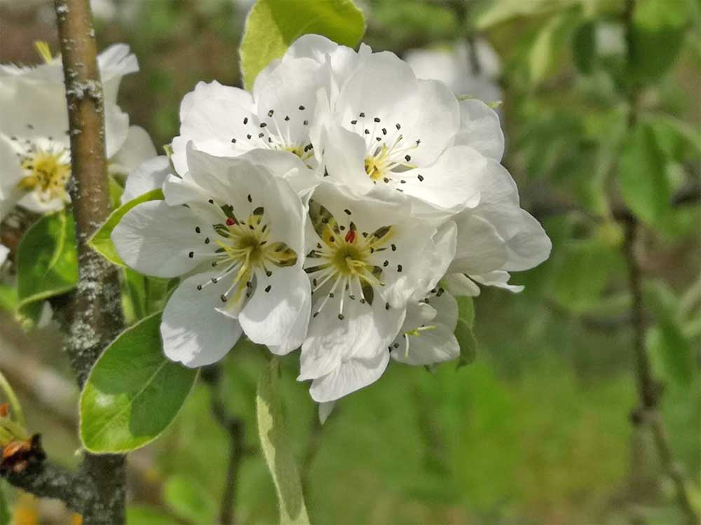 Birnenblüte