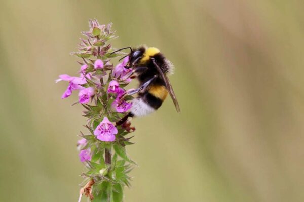 dunkle Erdhummel (Bombus terrestris)