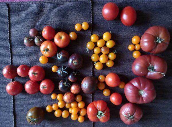 verschiedene Tomatensorten