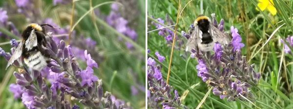 unbekannte Hummel