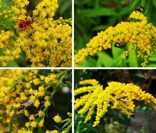 Insekten auf Kanadischer Goldrute