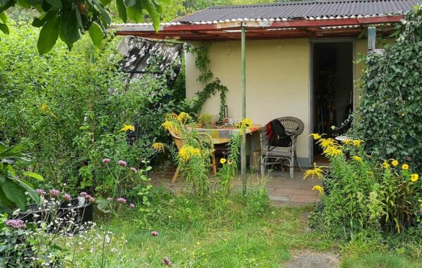 Kanadische Goldrute am Gartenhaus