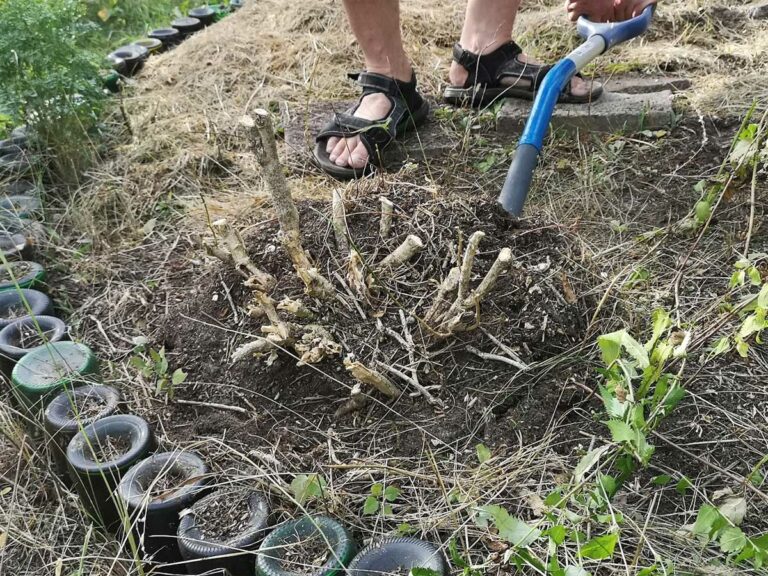 Das wilde Gartenblog vom faulen Gärtnern und der Liebe zu allem, was