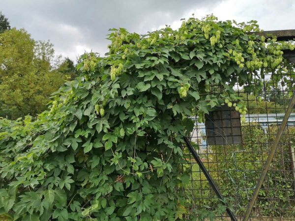 Hopfen auf Zaun