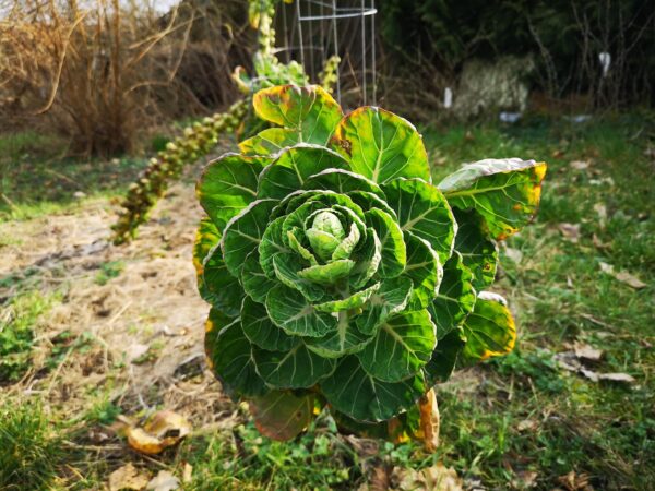 Rosenkohl nach dem Winter