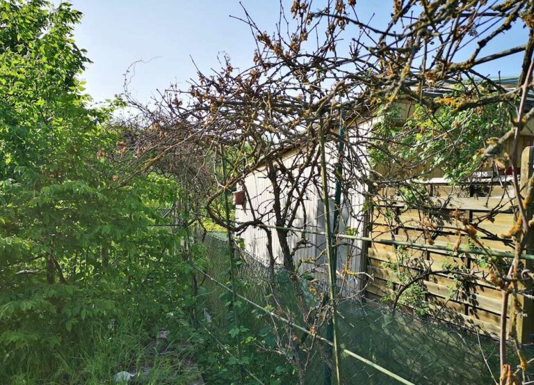 Das wilde Gartenblog vom faulen Gärtnern und der Liebe zu allem, was