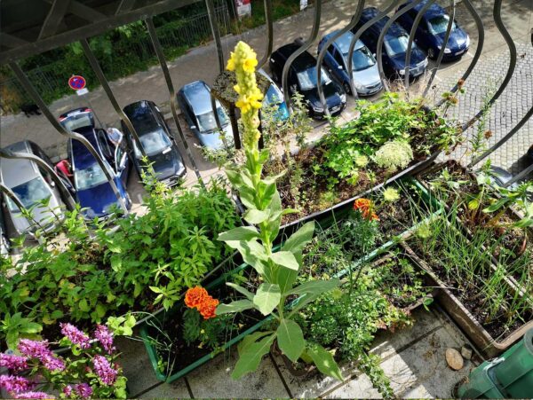 Balkon Juni 2024