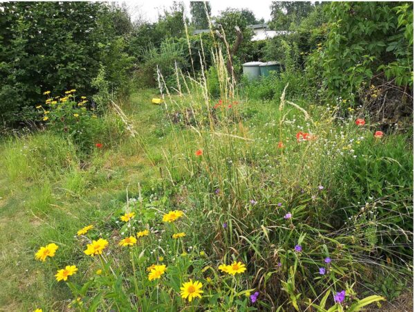 Garten im Juni