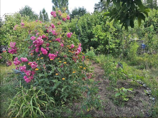 Rose Super Dorothy