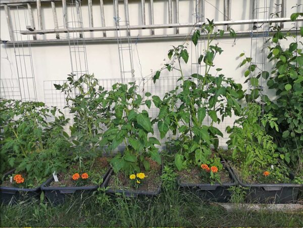 Tomaten hinterm Gartenhaus