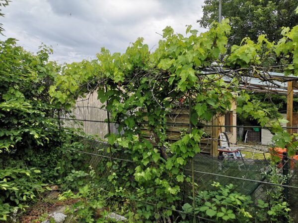 Wein mit Neuaustrieb