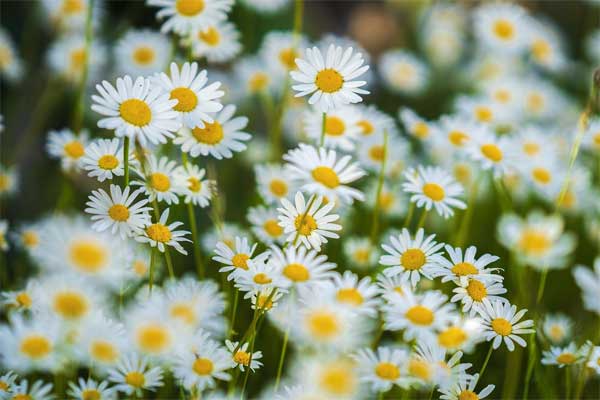 Gänseblümchen