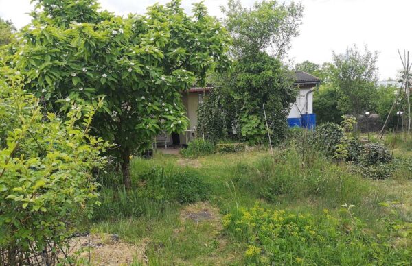 wilder Garten