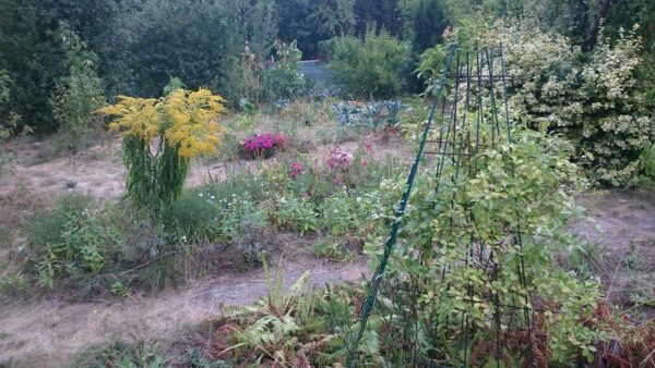 Dürresommer 2018 im Garten