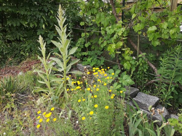 Wildpflanzen Juni 25